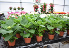 A development they are working on is creating a hydrangea that sets flowers without a cold period. The production period of these plants in the picture, for example, is 16 weeks instead of 16 months.